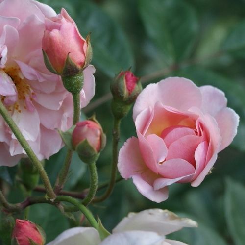 Rosa Cornelia - roz - Trandafir copac cu trunchi înalt - cu flori tip trandafiri englezești - coroană curgătoare